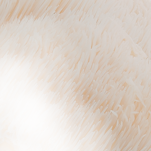 Lion's Mane